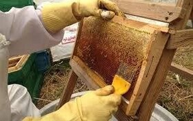 افزایش تولید عسل و زنبورداری در گیلان