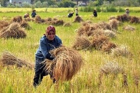 توصیه کرونایی به کشاورزان گیلان در فصل برداشت برنج  