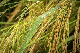 کاهش ۸ تا ۱۷ درجه ای دمای گیلان/ احتمال خسارت به شالیزارها