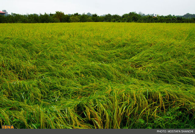 افزایش هزینه برداشت برنج رشت در پی بارش شدید باران