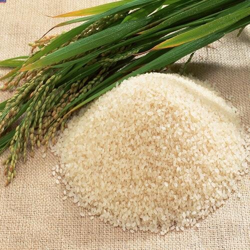 احتمال افزایش شکستگی برنج در صومعه سرا