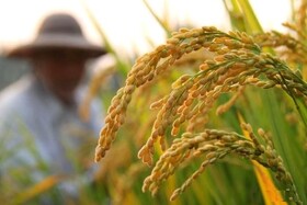 وِرس از دلایل افزایش هزینه برداشت برنج در تالش  