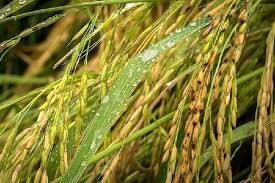 افزایش هزینه های  برداشت برنج مهمترین نگرانی بارش باران در شالیزارها