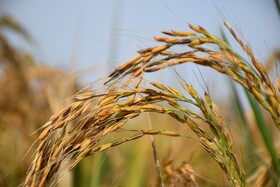 سوء استفاده دلالان برنج از شالیکاران در فصل برداشت/ کشاورزی گیلان نظام پایداری ندارد