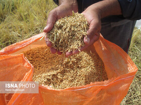 راتون از راهکارهای کاهش رنج برداشت برنج های خوابیده امسال