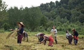 توسعه دامداری‌های کوچک راهکار افزایش درآمد برنجکاران