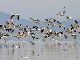 گیلان زیستگاه بیش از ۳۵۰ گونه پرنده کشور