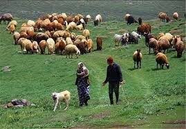 تالش بیشترین و صومعه‌سرا دارای کمترین جمعیت دامدار گیلان