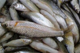 رهاسازی ۱۷۵ میلیون قطعه بچه ماهی/ سرانه مصرف ۱۵ کیلوگرمی آبزیان در گیلان