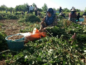 نجات بادام زارهای آستانه اشرفیه از تبدیل شدن به ویلا