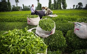 پرداخت باقی‌مانده مطالبات چایکاران در آینده نزدیک