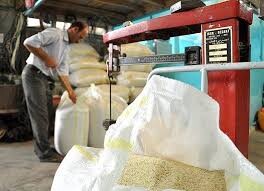 خروج حجم قابل توجه برنج گیلان از چرخه ضایعات