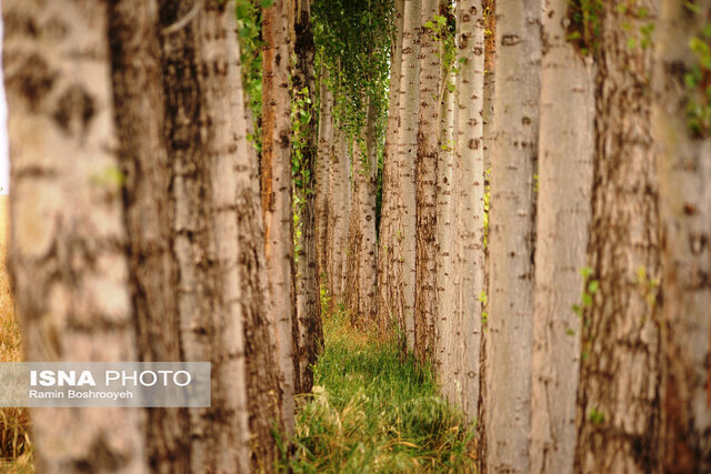 دستگیری ۱۸ قاچاقچی چوب در آستارا
