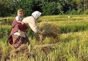 رنج کشاورزان از هزینه‌های سرسام‌آور تولید برنج