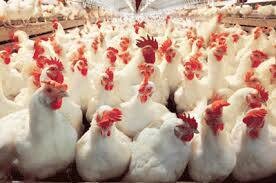راهی شدن زودهنگام مرغ ها به کشتارگاه دستاورد گرانی نهاده