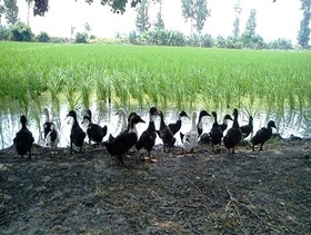 ضرورت افزایش بهره‌گیری پرورش اردک با کشت توام برنج در گیلان