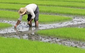 افزایش جذابیت تولید برنج برای جوانان روستایی گیلان