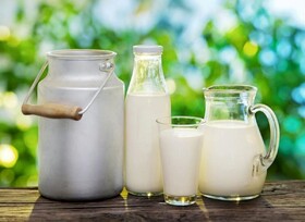  اوضاع شیر تو شیر لبنیات سنتی و صنعتی گیلان