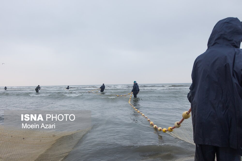 صید 1202 تنی صیادان گیلانی از خزر/ کفال بیشترین فراوانی را دارد