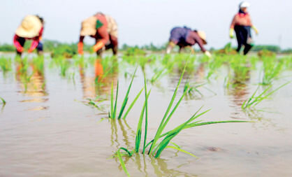 افزایش بهره‌گیری از ارقام جدید برنج در شالیزارهای ماسال