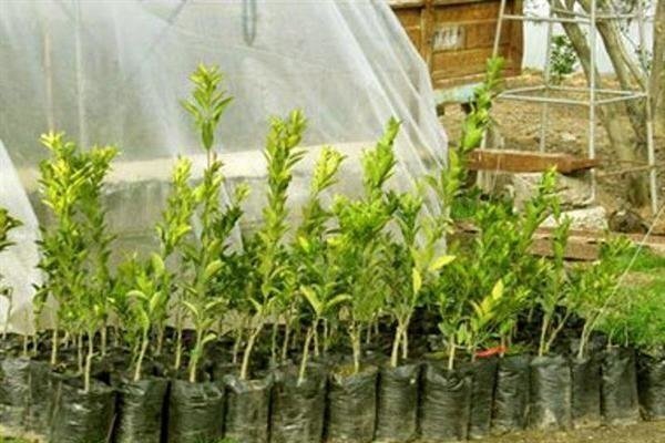 گیلان در مسیر دستیابی به باغ‌های یکدست 