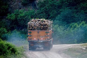 قطع غیر مجاز درختان جنگلی ناگوار است/ کشف ۲۱۳۸ اصله از مقطوعات جنگلی طی امسال