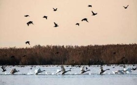 افزایش دو برابری جمعیت پرندگان مهاجر در بوجاق  