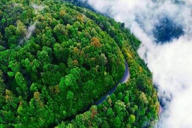 جنگل های گیلان اکسیژن سالانه ۶ میلیون نفر را تامین می کنند