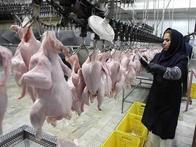 افزایش کشتار مرغ‌ در گیلان