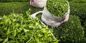 اعلام قیمت خرید تضمینی برگ سبز چای برای سال ۱۴۰۰
