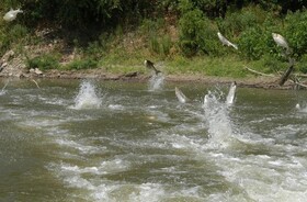 ممنوعیت برداشت شن و ماسه از رودخانه های گیلان