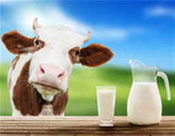 نبود مشکل خرید شیر از دامداران گیلان