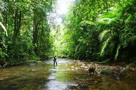 خطر تغییر اقلیم برای جنگل های هیرکانی با پدیده بهار زودرس