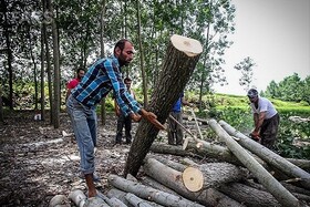 زراعت چوب طمع قاچاقچیان جنگل را کم می کند/ لزوم پرهیز از کاشت گونه های مهاجم
