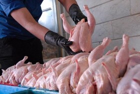 اشباع بازار تقاضای مرغ در بندرانزلی