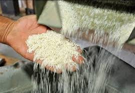 پیش‌بینی کاهش ضایعات برنج در سال جدید