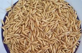پیش‌بینی افزایش تولید هزار تنی بذور گواهی‌شده برنج در گیلان