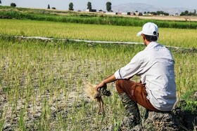 کاهش ۳۰ درصدی بارش باران/ شالیکاران بیمه محصول برنج را جدی بگیرند
