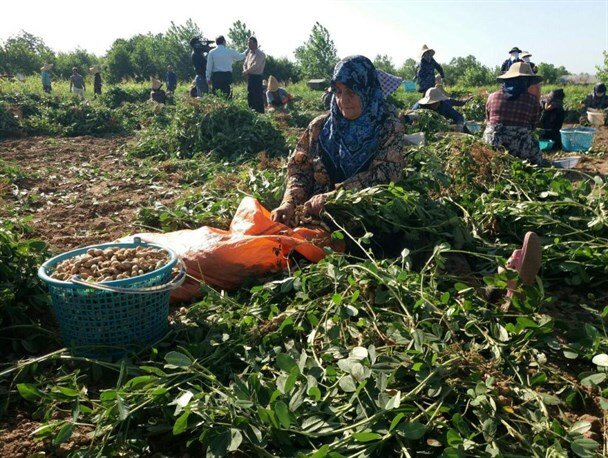 باغات بادام زمینی گیلان در مسیر افزایش تولید  