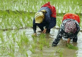 روزهای طلایی نشاء برنج در گیلان