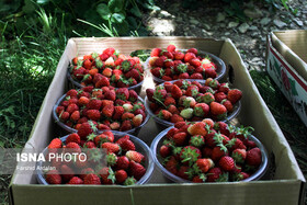 برداشت توت‌فرنگی در گیلان با رعایت پروتکل‌های بهداشتی