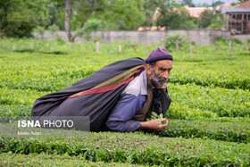 تولید بیش از ۲۲ هزار تن چای خشک در کشور  