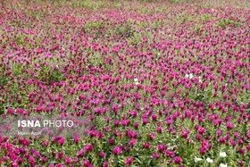 جشنواره گل گاوزبان فرصتی برای معرفی جاذبه های گردشگری حیران آستارا است