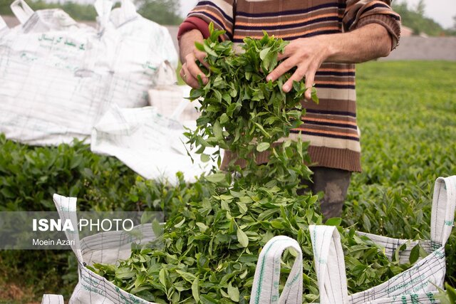 برداشت برگ سبز چای - گیلان