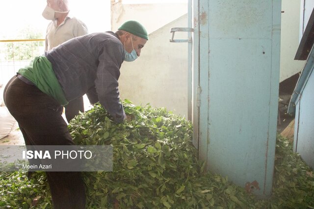 تولید بیش از ۱۵ هزار تن چای خشک در کشور 