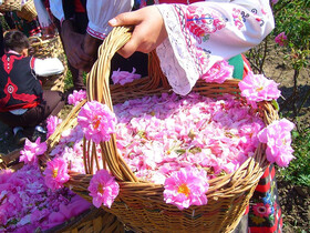 گل‌محمدی جزء گیاهان دارویی مهم گیلان