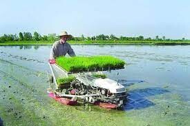 ضرورت توجه شالیکاران گیلان به تولید مکانیزه برنج  