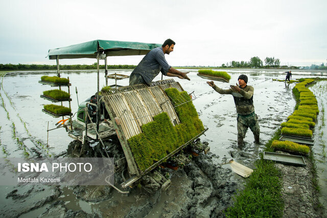 نشاء برنج در گیلان رو به اتمام است