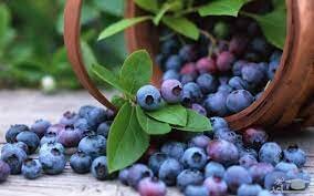 تولید میوه یک میلیون تومانی در گیلان 