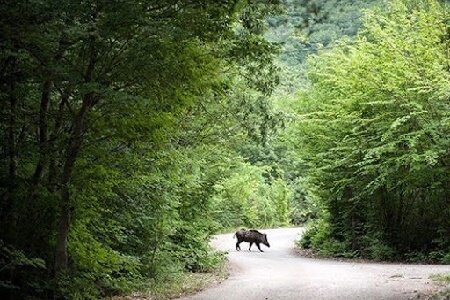 حفاظت از ۱۳ ذخیره گاه جنگلی گیلان/ خشکسالی و احتمال شیوع آفات در جنگل ها